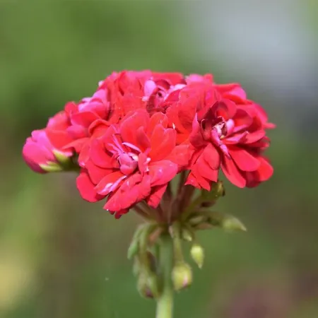 Casa Con Giardino Da Sandro * 고네사